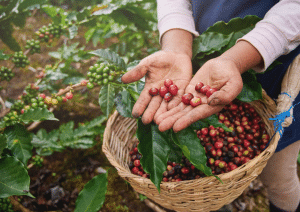 coffee-cherry-and-beans.jpg